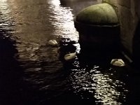 20151216 195558  Swans all folded up for the night