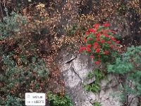 20151224 165730  La Liberté