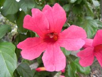 DSCN5850  Flower detail