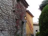 DSCN5864  Vines and berries