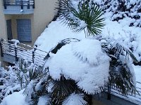 20150202 075514  confuses the palms and...