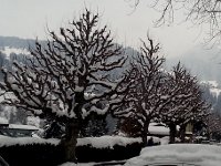 20150204 172303(0)  I skied all the way down to Glion where these pollarded trees held the snow.