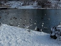 20150201 111529  The birds make the best of it.