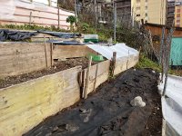 20150110 161413  transplanting lettuces for next spring