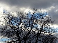 20150111 154622  Perhaps I was tired rendering this tree captivating.