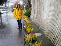 20150117 154437  17 Jan - CP and colorful plants by the Marchö Couvert