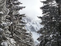 20150125 133956  New snow on the spruces