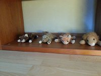 20150711 144733  11 July - getting the wittle maminals lined up..