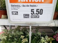 20150720 115149  20 July - I have never seen edelweiss for sale before!
