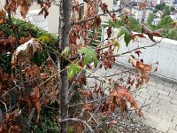 20150726 105226  26 July - Sweet gum taking it on the chin from the drought. We might lose it.
