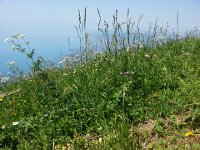 20150704 133028  Luxuriant vegetation