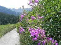 DSCN4153  Blooming along the trail.
