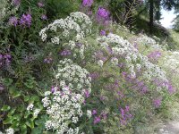 DSCN4162  Queen Anne&#39;s lace on the trail side.