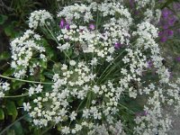 DSCN4163  The flies are polinating.