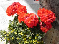 DSCN4180  Geraniums bloom in Zmutt, too.