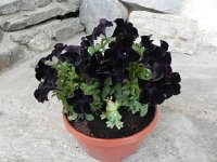 DSCN4183  Black velvet petunias blooming in Zmutt.