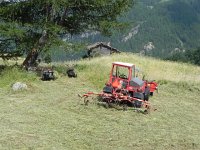 DSCN4201  You never know when your tractor will make little ones!