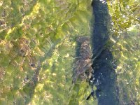 IMG 1662  Crayfish in the rocks