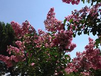 IMG 1671  Crape Myrtle