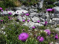 DSCN4277  Summer flowers along the trail