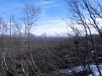 DSCN3126  Out through the birch scrub.