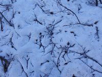 DSCN3145  Still a lot of snow in June