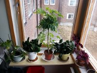 20150607 090720  More house plants.