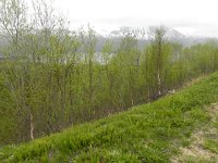 DSCN3168  The birches and ferns leafing out