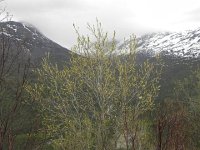 DSCN3183  Budding trees