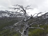 DSCN3185  A pine whose time has past.