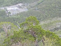 DSCN3186  A growing pine