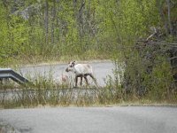 DSCN3193  They look a bit like moose.
