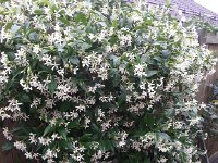 20150620 092200  20 June Star jamsine