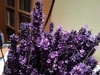 20150620 205447  Lavender harvest
