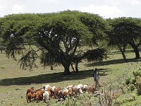 DSCN3851  Acacias on the plateau surface