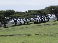 DSCN3856  Acacia grove