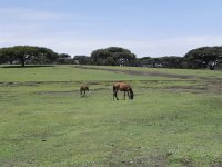 DSCN3857  Rather skinny equids but at least the mare reproduced