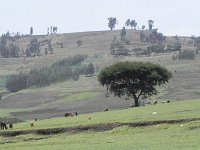 DSCN3862  Highland landscape: intensely used