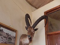 DSCN3866  The Park is home to ibex