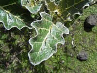 DSCN3881  This is wild relative of the eggplant...