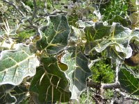 DSCN3882  just daring an herbivore to try to take a bite!