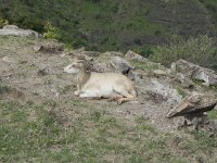 DSCN3918  Goats looking pretty good