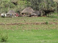 DSCN3922  This looks like an improved breed