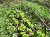 DSCN3929  They even had a garden!