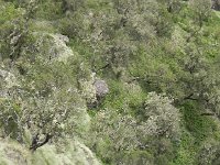 DSCN3956  Vegetation