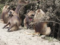 DSCN3957  Our first baboons