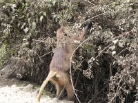 DSCN3959  Picking rose hips