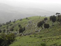 DSCN3991  We have something like this in Swiss alpages, but not to this extent