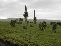 DSCN3999  The giant lobelia elevation