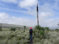 DSCN4018  Backtracking through the Lobelia